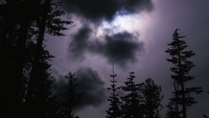 Preview wallpaper spruce, trees, cloud, cloudy