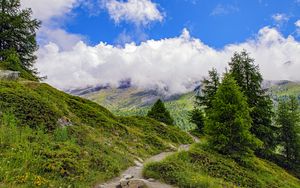 Preview wallpaper spruce, trees, clouds, slope, grass