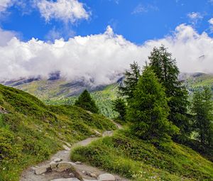 Preview wallpaper spruce, trees, clouds, slope, grass