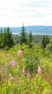 Preview wallpaper spruce, trees, flowers, grass, sky