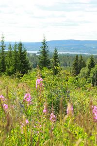 Preview wallpaper spruce, trees, flowers, grass, sky