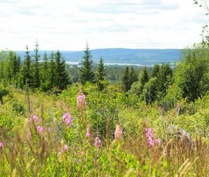 Preview wallpaper spruce, trees, flowers, grass, sky