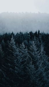 Preview wallpaper spruce, trees, fog, forest