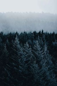 Preview wallpaper spruce, trees, fog, forest