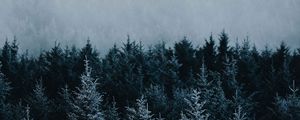 Preview wallpaper spruce, trees, fog, forest