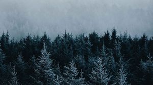 Preview wallpaper spruce, trees, fog, forest