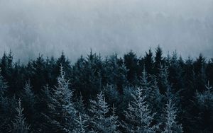 Preview wallpaper spruce, trees, fog, forest