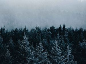 Preview wallpaper spruce, trees, fog, forest