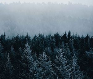 Preview wallpaper spruce, trees, fog, forest