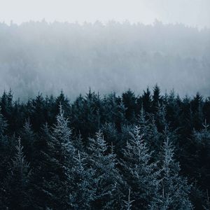 Preview wallpaper spruce, trees, fog, forest