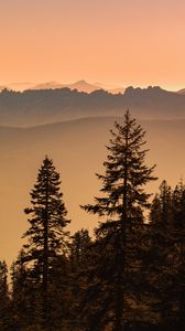 Preview wallpaper spruce, trees, fog, hills