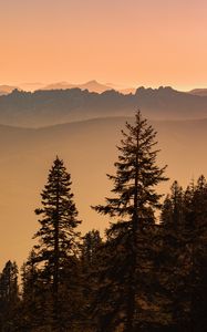 Preview wallpaper spruce, trees, fog, hills