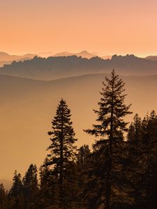 Preview wallpaper spruce, trees, fog, hills