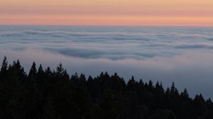 Preview wallpaper spruce, trees, fog, clouds, horizon, sky