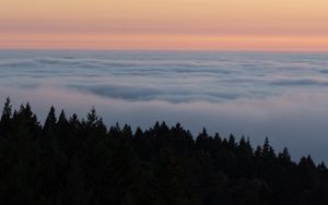 Preview wallpaper spruce, trees, fog, clouds, horizon, sky