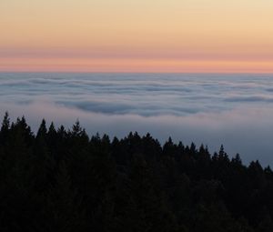 Preview wallpaper spruce, trees, fog, clouds, horizon, sky