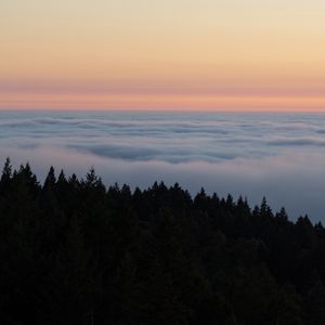 Preview wallpaper spruce, trees, fog, clouds, horizon, sky