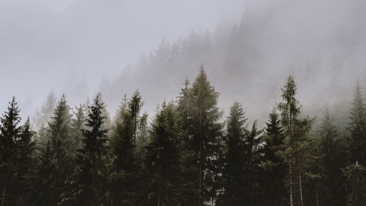 Wallpaper spruce, trees, fog, forest, clouds hd, picture, image