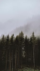 Preview wallpaper spruce, trees, fog, forest, clouds
