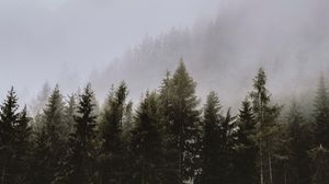 Preview wallpaper spruce, trees, fog, forest, clouds
