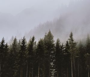 Preview wallpaper spruce, trees, fog, forest, clouds