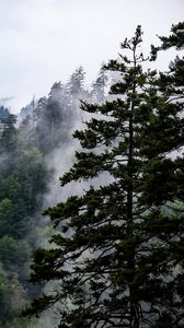 Preview wallpaper spruce, trees, fog, forest, sky