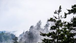 Preview wallpaper spruce, trees, fog, forest, sky