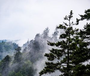 Preview wallpaper spruce, trees, fog, forest, sky