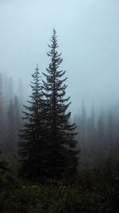 Preview wallpaper spruce, trees, fog, forest, bushes