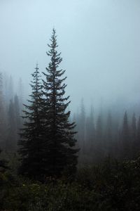 Preview wallpaper spruce, trees, fog, forest, bushes