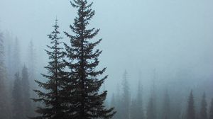 Preview wallpaper spruce, trees, fog, forest, bushes