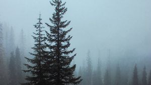 Preview wallpaper spruce, trees, fog, forest, bushes