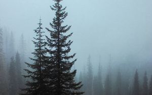 Preview wallpaper spruce, trees, fog, forest, bushes