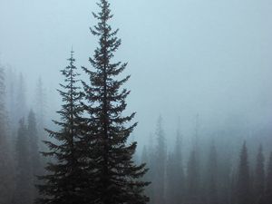 Preview wallpaper spruce, trees, fog, forest, bushes