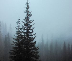 Preview wallpaper spruce, trees, fog, forest, bushes