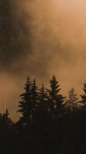 Preview wallpaper spruce, trees, fog, smoke