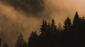 Preview wallpaper spruce, trees, fog, smoke