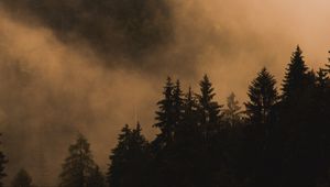 Preview wallpaper spruce, trees, fog, smoke