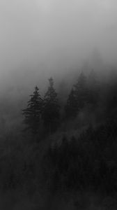 Preview wallpaper spruce, trees, fog, forest, smoke