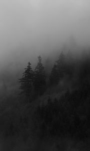 Preview wallpaper spruce, trees, fog, forest, smoke