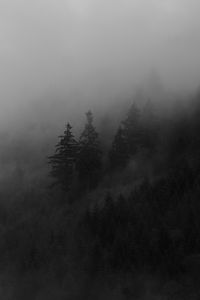 Preview wallpaper spruce, trees, fog, forest, smoke