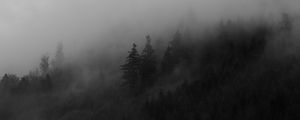 Preview wallpaper spruce, trees, fog, forest, smoke