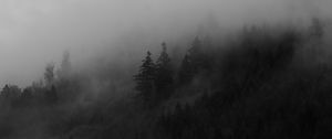 Preview wallpaper spruce, trees, fog, forest, smoke