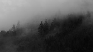 Preview wallpaper spruce, trees, fog, forest, smoke