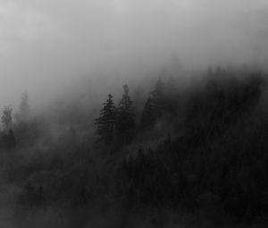 Preview wallpaper spruce, trees, fog, forest, smoke