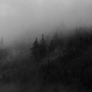 Preview wallpaper spruce, trees, fog, forest, smoke