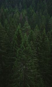 Preview wallpaper spruce, trees, forest