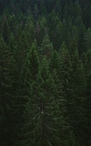 Preview wallpaper spruce, trees, forest