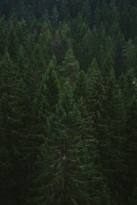 Preview wallpaper spruce, trees, forest