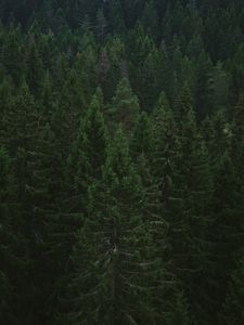 Preview wallpaper spruce, trees, forest